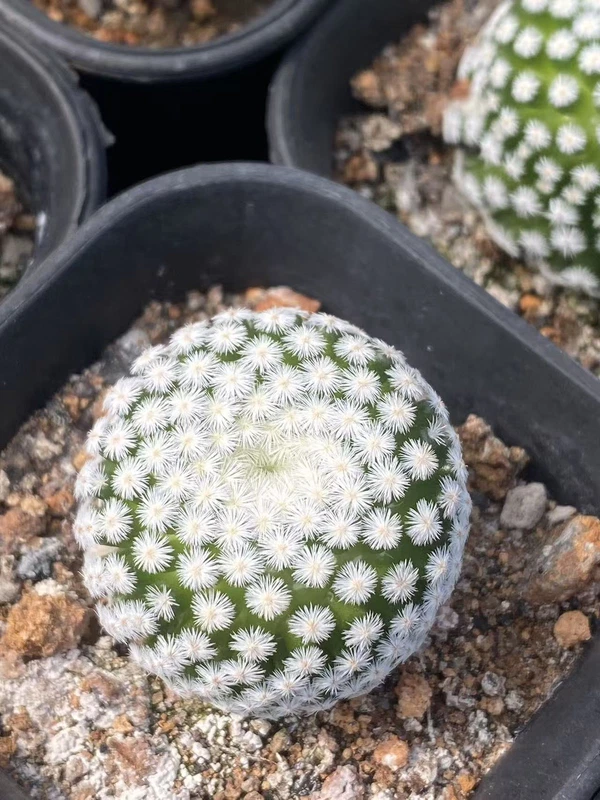 Raresucculent Mammillaria humboldtii selfroot beautiful plants 3-4CM