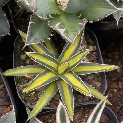 RareSucculent Plant Agave victoriae-reginae T.Moore Variegated Random