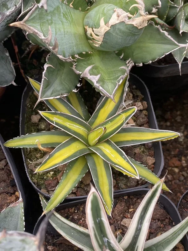 RareSucculent Plant Agave victoriae-reginae T.Moore Variegated Random