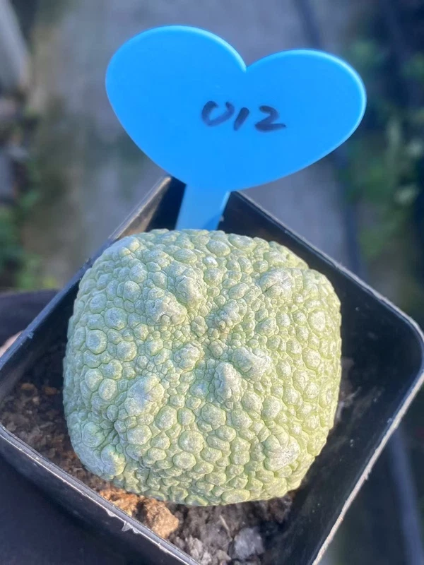 Pseudolithos migiurtinus Succulent cactus Garden flowering Plants WYSIWYG 012#