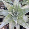 RareSucculent Plant Dyckia zebra Garden Décor Boutique