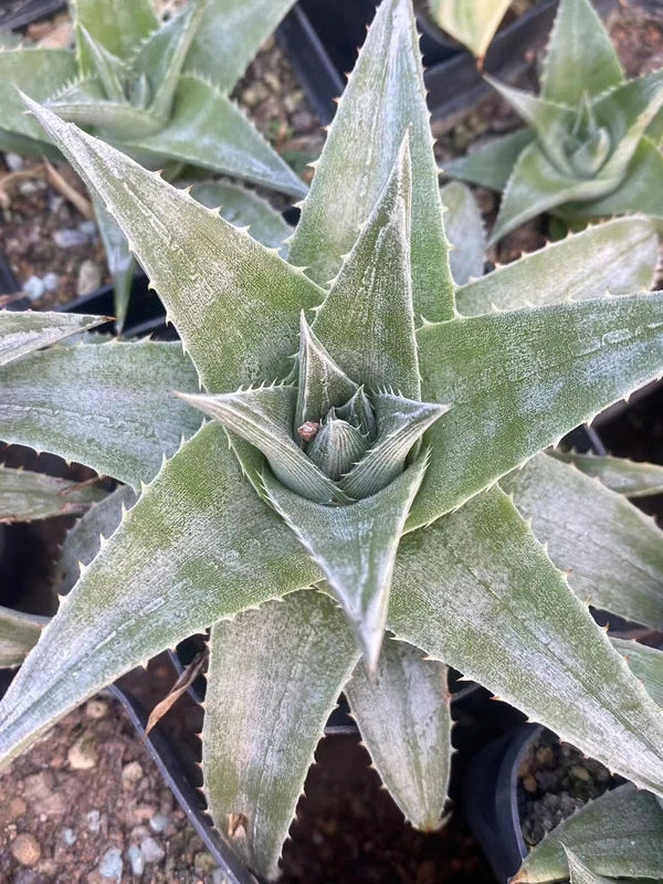 RareSucculent Plant Dyckia zebra Garden Décor Boutique
