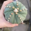 Succulentplants Astrophytum asterias Fukuryo Home Bonsai Decor plants WYSIWYG A1