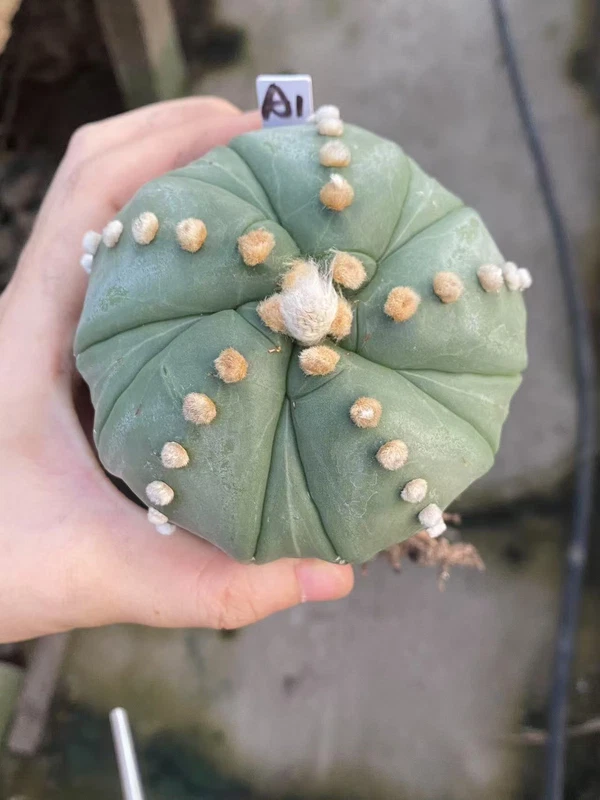 Succulentplants Astrophytum asterias Fukuryo Home Bonsai Decor plants WYSIWYG A1