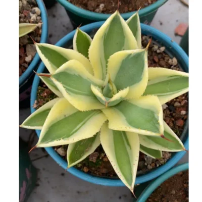 6-7CM RareSucculent plants Agave potatorum Garden beautiful Plants