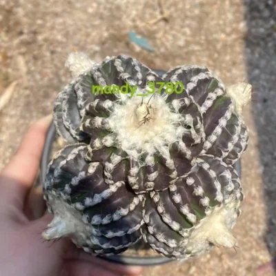 Multi Heads Discocactus horstii RareSucculent cactus Plant Garden Décor WYSIWYG