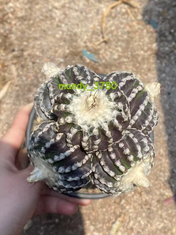 Multi Heads Discocactus horstii RareSucculent cactus Plant Garden Décor WYSIWYG