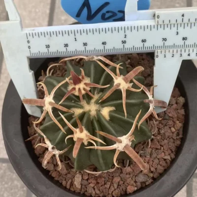 RareSucculent Plant Echinocactus texensis SeedGrowth Cactus WYSIWYG 02