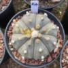 RareSucculent plant Astrophytum asterias Variegated seedgrowth WYSIWYG K16