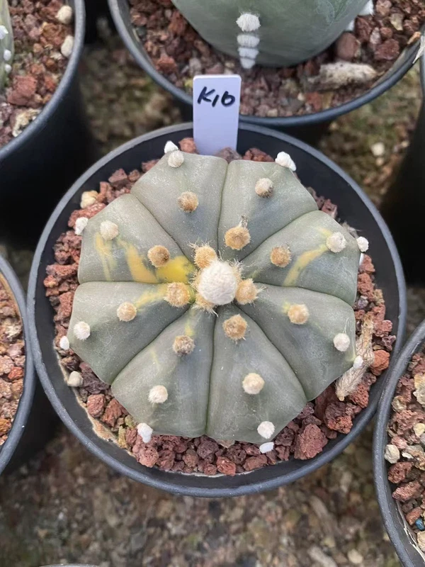 RareSucculent plant Astrophytum asterias Variegated seedgrowth WYSIWYG K16