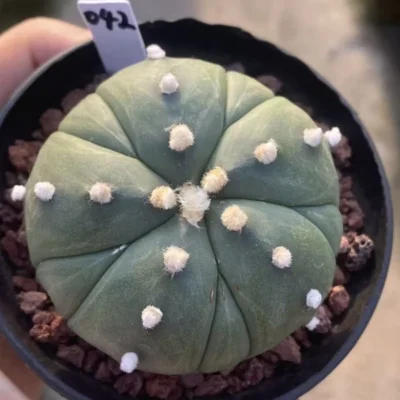 Succulent plants Astrophytum asterias Fukuryo Home Bonsai Decor plants WYSIWYG