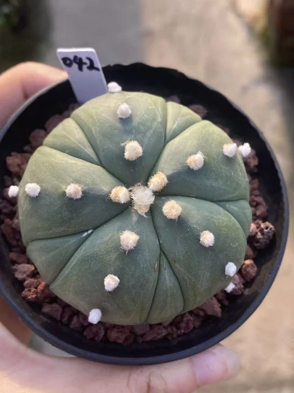 Succulent plants Astrophytum asterias Fukuryo Home Bonsai Decor plants WYSIWYG