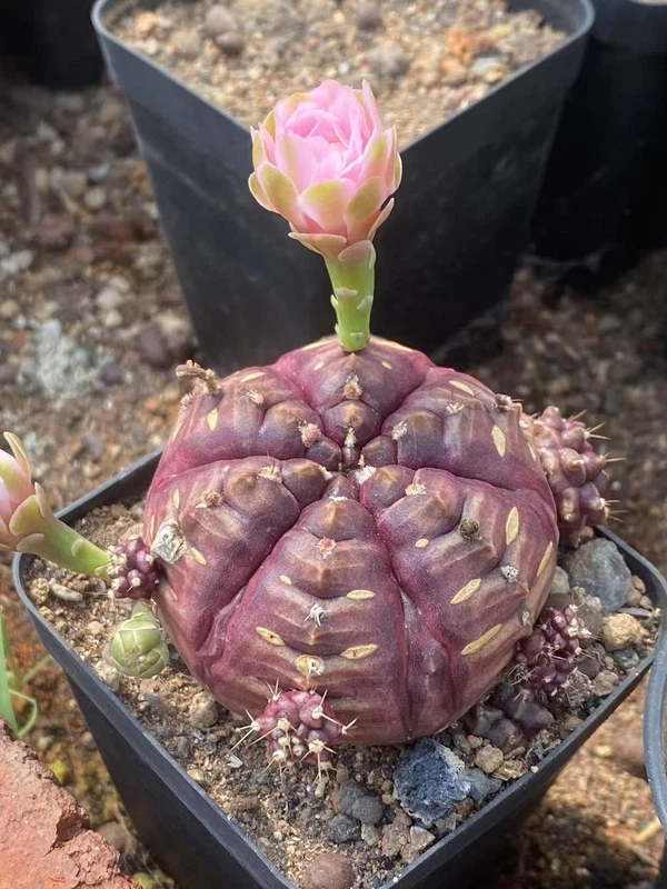 Rareplant Day dream Home Bonsai Decor beautiful purper plants WYSIWYG 8.2CM