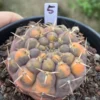 6.1CMRareSucculent Plant Gymnocalycium stellatum variegated seedgrowth WYSIWYG#5