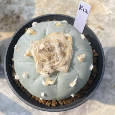 LF cactus Succulent Plant Garden beautiful seedgrowth WYSIWYG K12