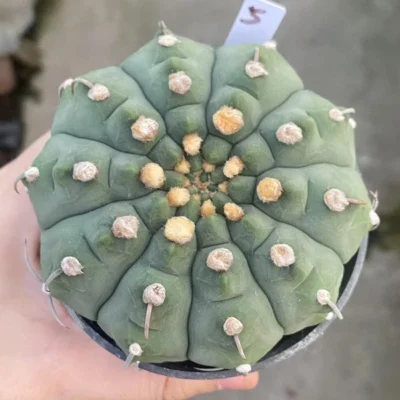 RareSucculent Plant Gymnocalycium vatteri WYSIWYG Garden ownroot 5#