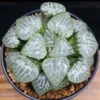 Haworthia Hybrid Succulent potted plants Home Garden decoration Plants 7-9cm