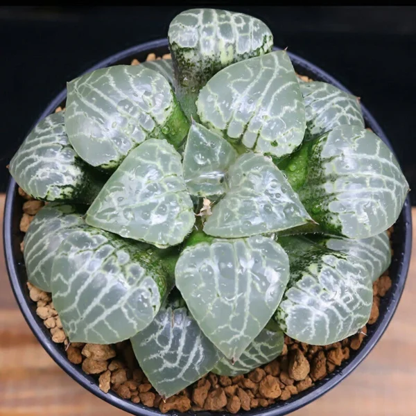 Haworthia Hybrid Succulent potted plants Home Garden decoration Plants 7-9cm