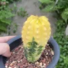 Discocactus ferricola variegated seedgrowth Succulent Plant WYSIWYG 6#