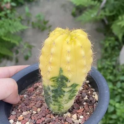 Discocactus ferricola variegated seedgrowth Succulent Plant WYSIWYG 6#