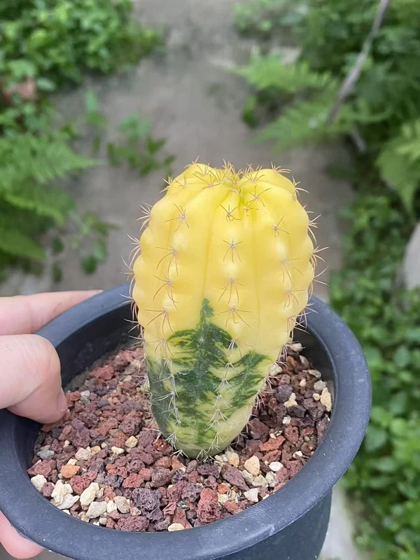 Discocactus ferricola variegated seedgrowth Succulent Plant WYSIWYG 6#