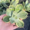 RareSucculent Plant Agave parryi var. truncata Variegated Boutique 9-12CM