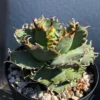Agave titanota lace Succulent plants potted Home Garden Bonsai plants 7-9cm