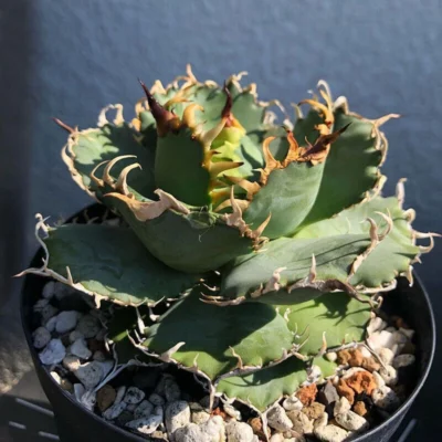 Agave titanota lace Succulent plants potted Home Garden Bonsai plants 7-9cm