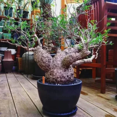 Operculicarya pachypus RareCactus Succulent Plant seedgrowth Décor Boutique