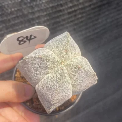RareSucculent Plant astrophytum myriostigma onzuka WYSIWYG seedgrowth 84#