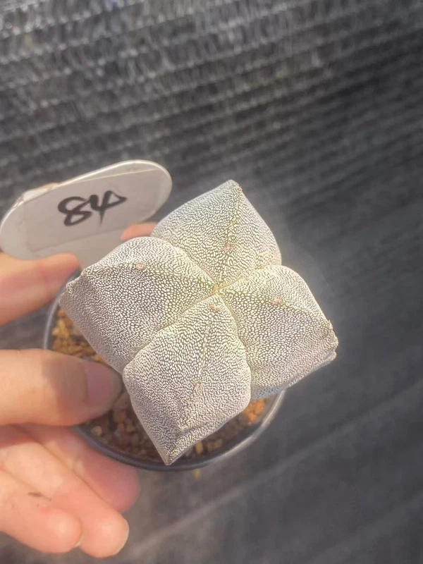 RareSucculent Plant astrophytum myriostigma onzuka WYSIWYG seedgrowth 84#