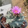 Turbinicarpus alonsoi cactus Garden plants seedgrowth Succulent plants WYSIWYG