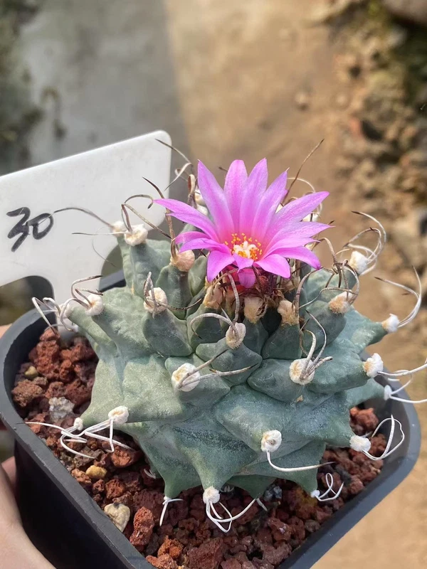 Turbinicarpus alonsoi cactus Garden plants seedgrowth Succulent plants WYSIWYG