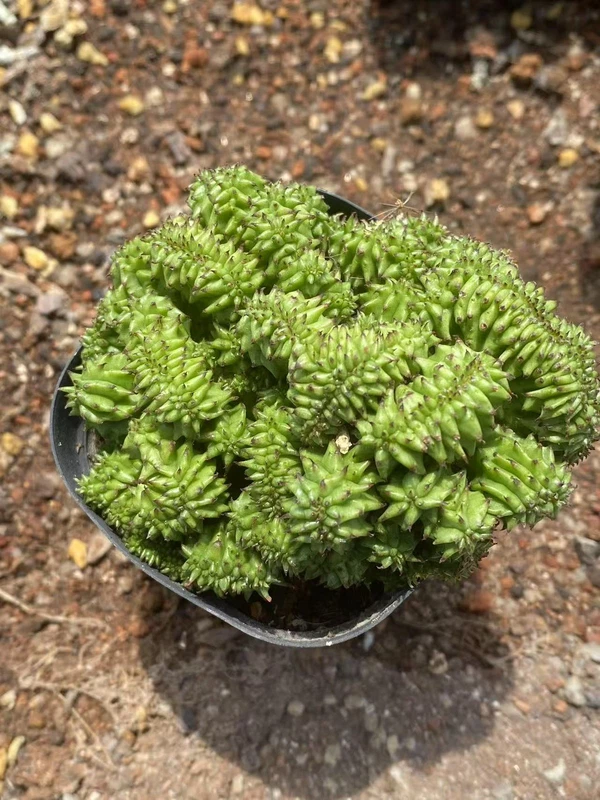 Euphorbia Horrida Monstrose Kikko Cristata Succulent cactus plants Garden Décor