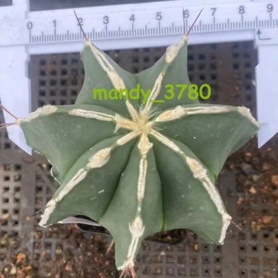 Astrophytum myriostigma NUDEM HYBRI cactus Succulent Plant seedgrowth WYSIWYG