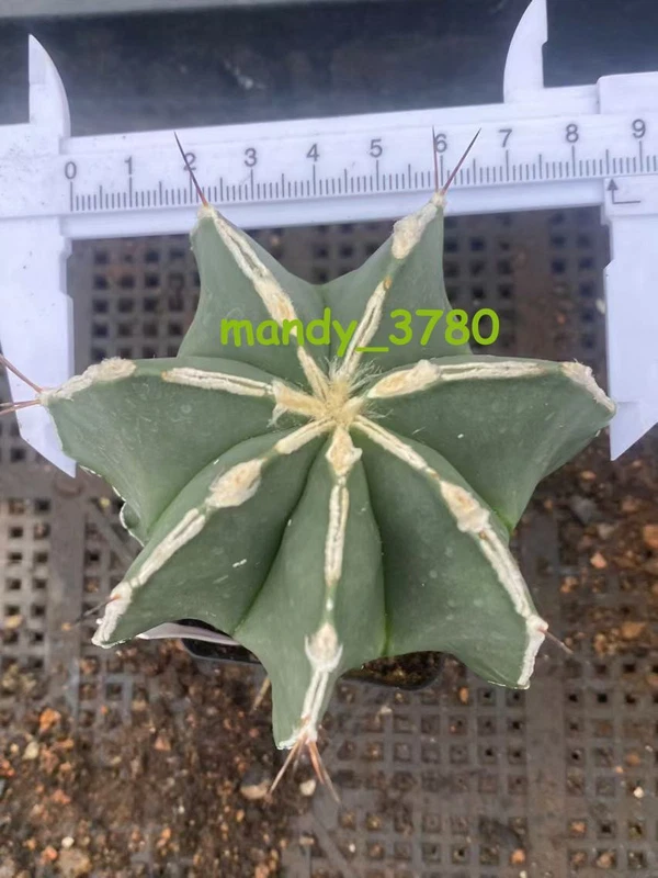 Astrophytum myriostigma NUDEM HYBRI cactus Succulent Plant seedgrowth WYSIWYG