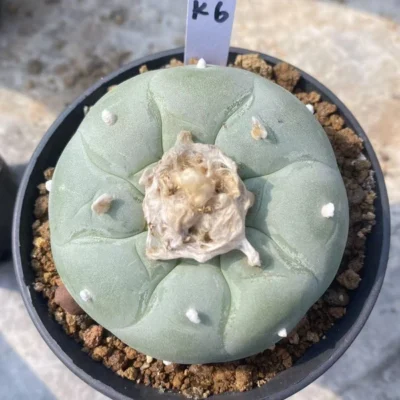 Succulent Plant LF Cactus seedgrowth Boutique Garden Decor WYSIWYG K6