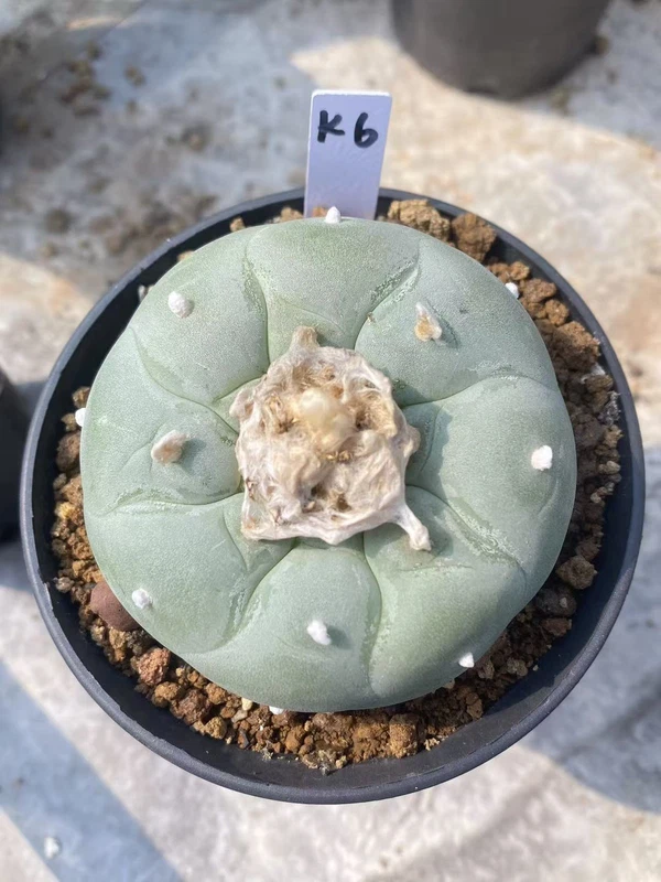 Succulent Plant LF Cactus seedgrowth Boutique Garden Decor WYSIWYG K6