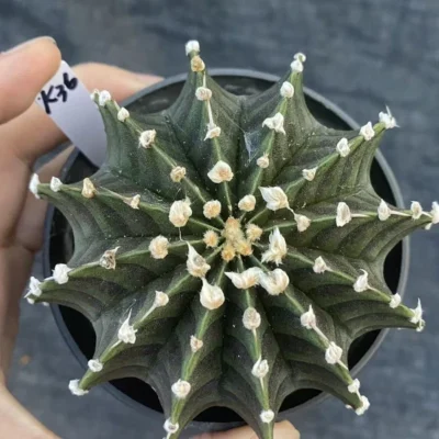 RareSucculent Plant Gymnocalycium stenopleurum var. Gardenplant WYSIWYG K36 8.7