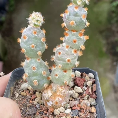 RareSucculent Plant Tephrocactus molinensis Garden Boutique