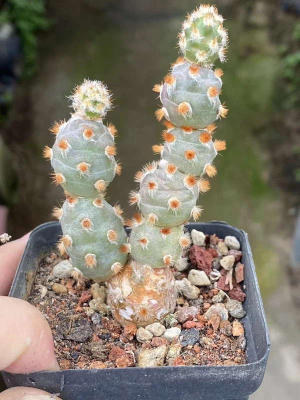 RareSucculent Plant Tephrocactus molinensis Garden Boutique