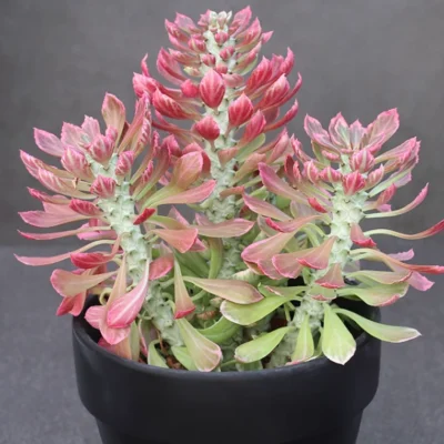 2PCS Succulent Cactus Euphorbia Monadenium Ritchiei Var.nyambense Variegata