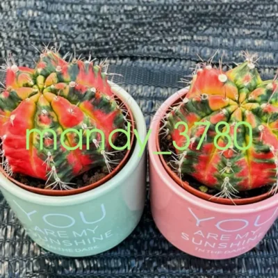 5PCS Raresucculents Gymnocalycium brilliant peony variegated cactus 3CM