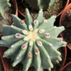Ferocactus glaucescens inermis spineless RareSucculent Plant seedgrowth