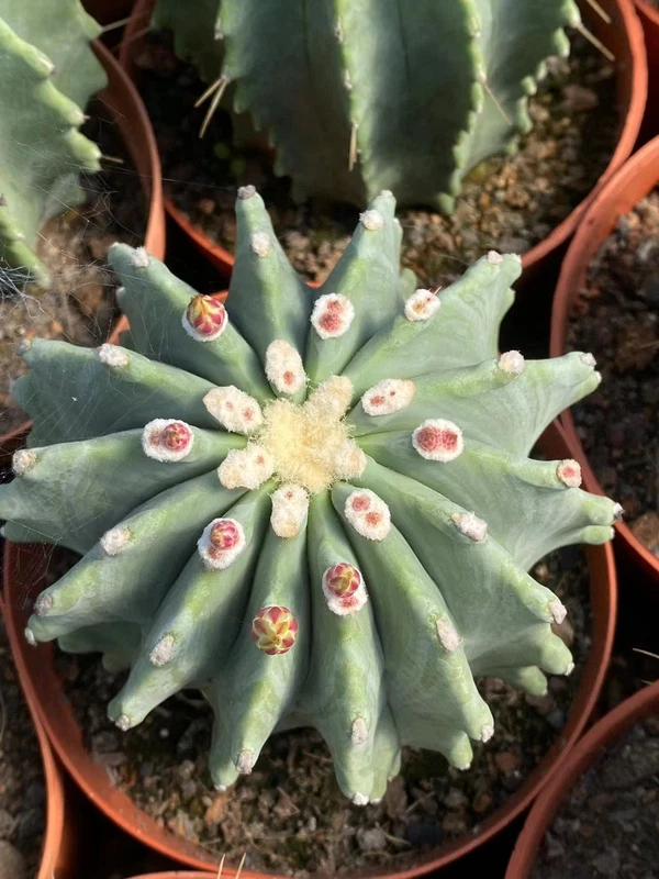 Ferocactus glaucescens inermis spineless RareSucculent Plant seedgrowth