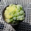 Succulent Plant Haworthia cooperi var. pilifera Variegated WYSIWYG Garden