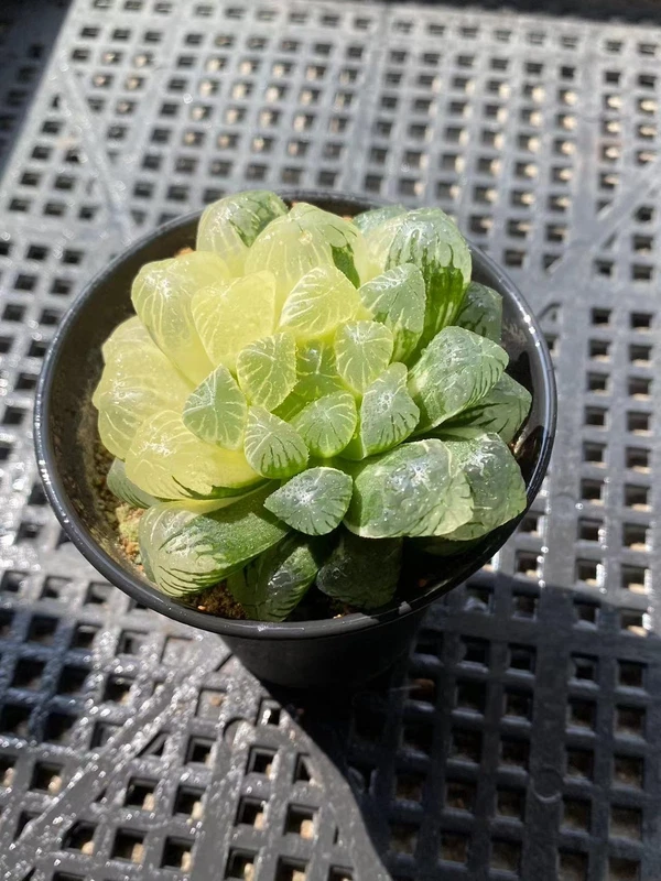 Succulent Plant Haworthia cooperi var. pilifera Variegated WYSIWYG Garden