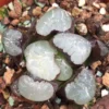 2PCS RareSucculents Haworthia Maughanni magic mirror Garden Décor Boutique 4CM
