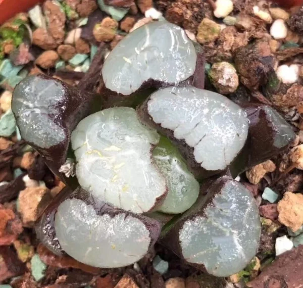 2PCS RareSucculents Haworthia Maughanni magic mirror Garden Décor Boutique 4CM