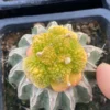 RareSucculent Plant Ariocarpus retusus variegated withroots Garden plant